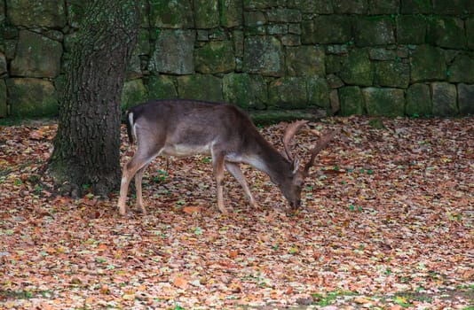 View of deer grazing, Altesina park in Sicily