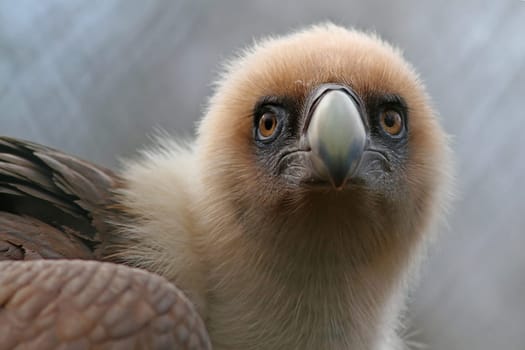 The Griffon Vulture (Gyps fulvus)