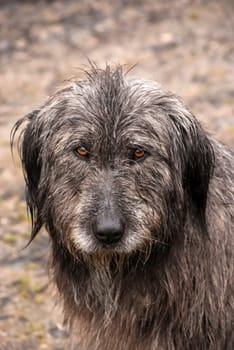 Shaggy dog head wet by rain closeup
