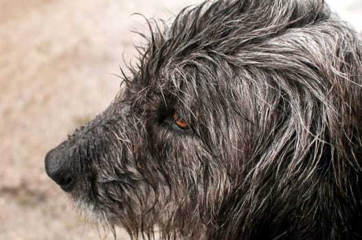 Shaggy dog head wet by rain closeup