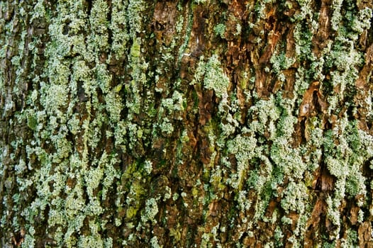 Old, weathered tree trunk, with rough, grooved, cracked bark, covered with patches of lichen and moss.