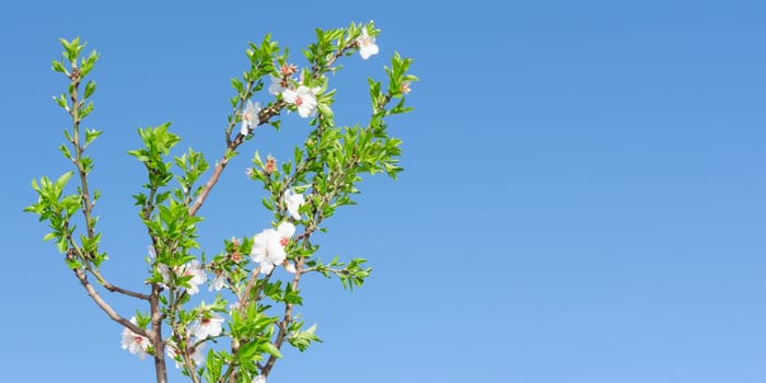 Spring blooming tree with white pink flowers and foliage against clear blue sky. Panoramic photo free place copyspace for text.