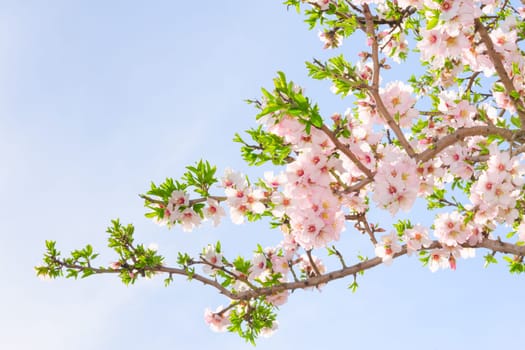 Branch of pink spring blossom cherry tree against blue sky