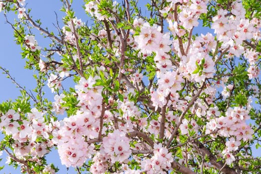 Bright clear stock photo spring bloom of apricot tree on the blue sky as background