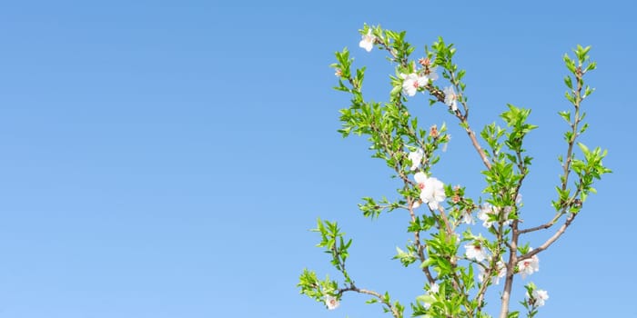 Clear blue sky and spring blooming tree with white pink flowers and leafage. Panoramic photo copyspace free place for text.