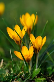 Krokus