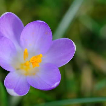Krokus