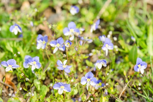 Small blue spring flowers on the sunlit meadow. Closeup photography.