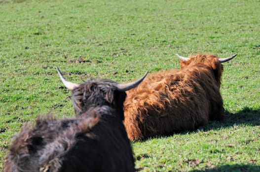 spring beef