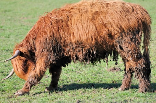 spring beef