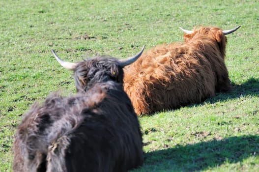 spring beef