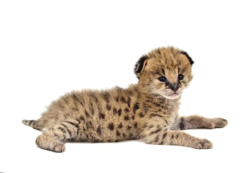 baby serval isolated on white background