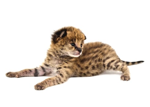 baby serval isolated on white background