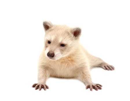 baby albino raccoon isolated on white background