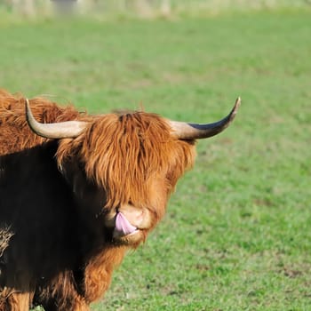 spring beef