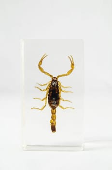 Pickled Golden Scorpion preserved in Formaldehyde on a White Background
