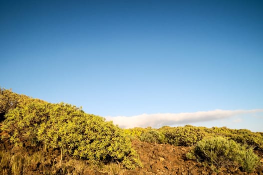 Cactus in the Desert at Sunset Tenerife South Canary Islands Spain
