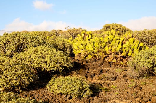 Cactus in the Desert at Sunset Tenerife South Canary Islands Spain
