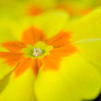 Primrose