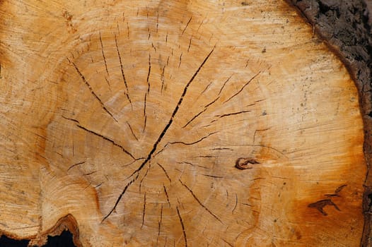 Tree trunk