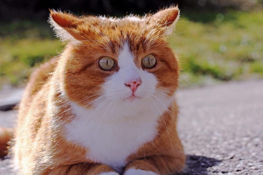 An angry red cat