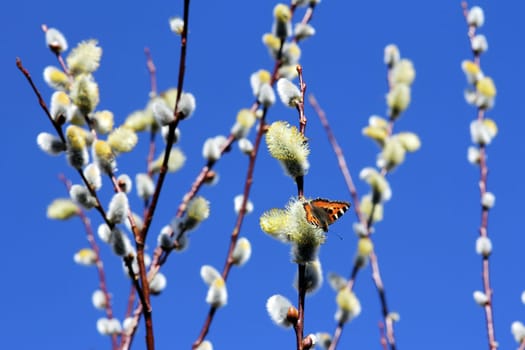 Spring is here