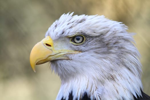 White-headed eagle