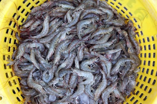 A Crevette breeding in the landscape of Khao Sam Roi Yot National Park on the Gulf of Thailand in the south western of Thailand in South East Asia.