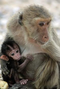 Wilde Affen auf der Monkey Island im Khao Sam Roi Yot Nationalpark am Golf von Thailand im Suedwesten von Thailand in Suedostasien.