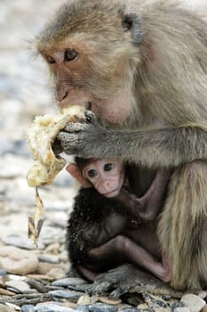 Wilde Affen auf der Monkey Island im Khao Sam Roi Yot Nationalpark am Golf von Thailand im Suedwesten von Thailand in Suedostasien.