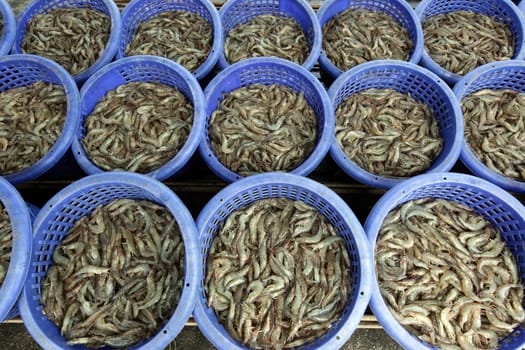 A Crevette breeding in the landscape of Khao Sam Roi Yot National Park on the Gulf of Thailand in the south western of Thailand in South East Asia.