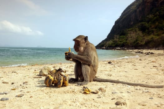 Wild monkeys on Monkey Island in Khao Sam Roi Yot National Park on the Gulf of Thailand in the southwestern of Thailand in South East Asia.