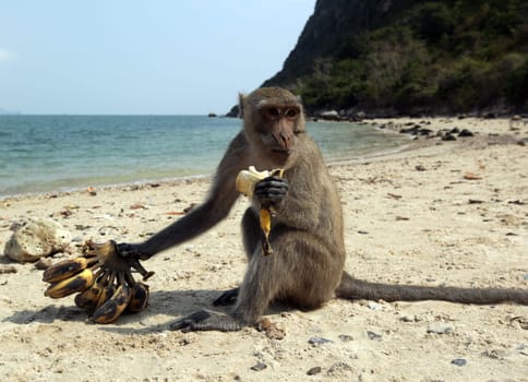 Wild monkeys on Monkey Island in Khao Sam Roi Yot National Park on the Gulf of Thailand in the southwestern of Thailand in South East Asia.