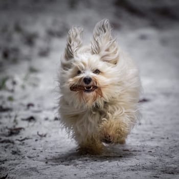 A dog tirelessly brings a pine cone to its master. Havanese apporying in the snowy forest.