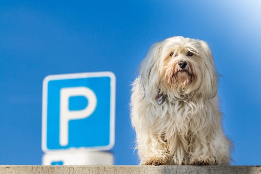 A Little Havanese sits on a step and in the background a parking sign.