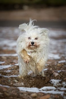 A Havanese is highly concentrated when jumping in the background there is still a little snow in the gravel.