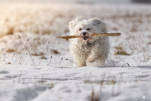 A Havanese while apportioning a stick on a snowy meadow in winter.