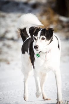 A beautiful black and white mixed breed dog in the snow.