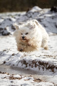 A little Havanese flies over the snow.