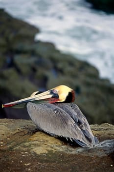 Pelican resting on Pacific Coast