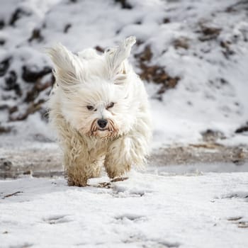 Concentrated and fast,a little Havanese chases over the snow.