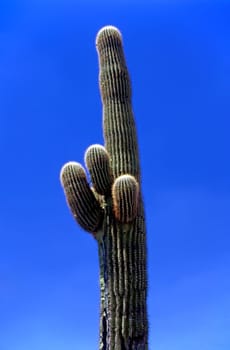 Giant Saguaro cactus in Arizona desert