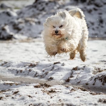 A breed dog jumps over a small gutter,even dog do not want to get wet paws in the snow.