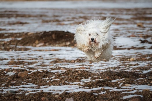 A little Havanese tries to fly,above the gravel he does his flying lessons.