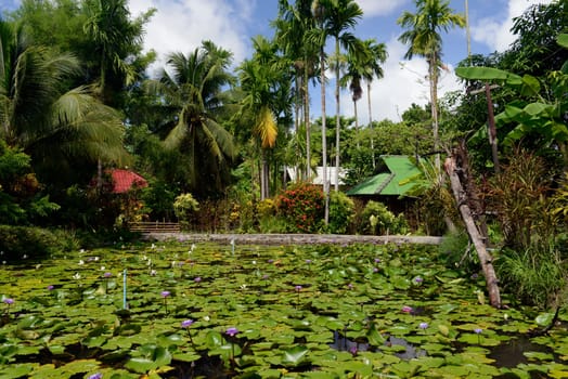 A hotel garden with lotus flowers in the village of Mae Hong Son in the north of Thailand in South East Asia.