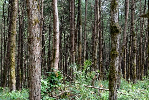 A forest near Mae Aw in the border area with Burma near the village of Mae Hong Son in northern Thailand in South East Asia.