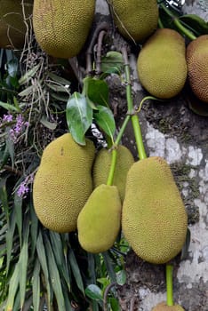 Jackfruechte on a tree near the village of Mae Hong Son in the north of Thailand in South East Asia.