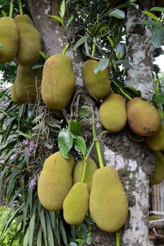 Jackfruechte on a tree near the village of Mae Hong Son in the north of Thailand in South East Asia.