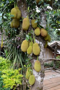 Jackfruechte on a tree near the village of Mae Hong Son in the north of Thailand in South East Asia.
