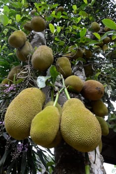 Jackfruechte on a tree near the village of Mae Hong Son in the north of Thailand in South East Asia.